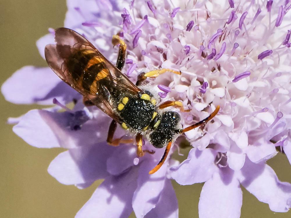 Nomada illustris Schmiedeknecht, 1882