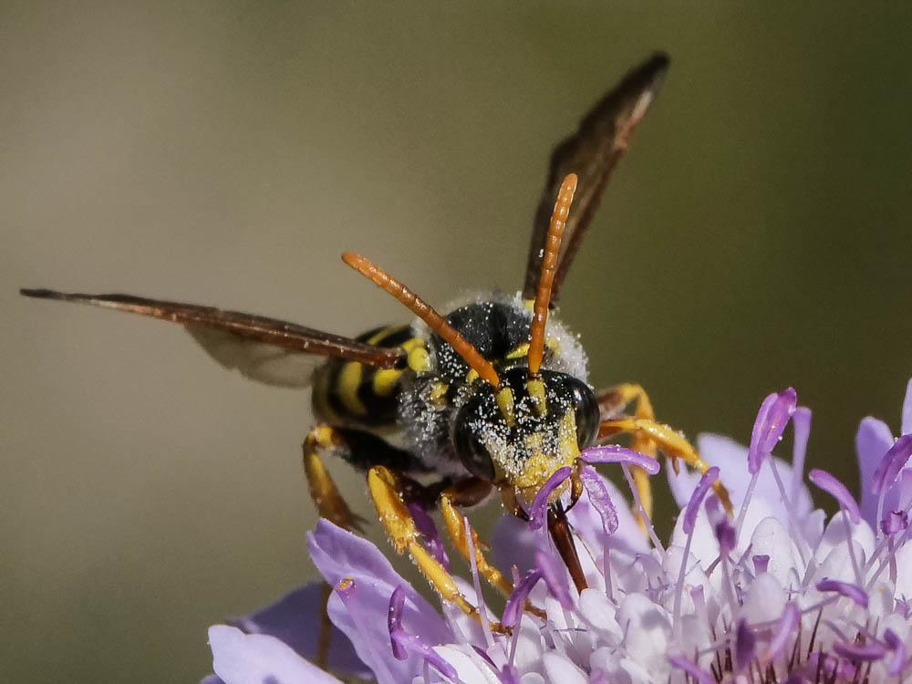 Nomada illustris Schmiedeknecht, 1882