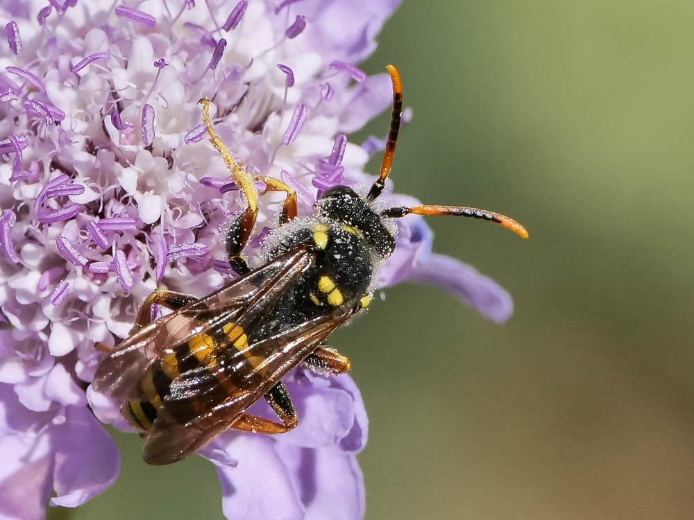 Nomada illustris Schmiedeknecht, 1882