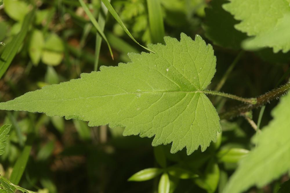 Campanule gantelée, Ortie bleue Campanula trachelium L., 1753