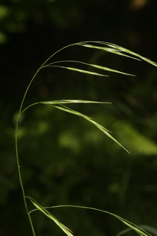 Brome âpre Bromopsis ramosa (Huds.) Holub, 1973