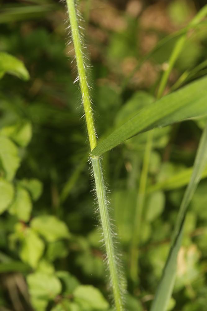 Brome âpre Bromopsis ramosa (Huds.) Holub, 1973