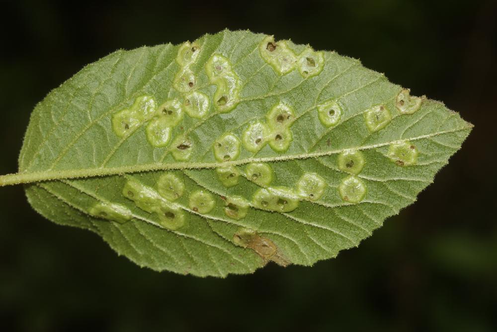 Sackenomyia reaumurii (Bremi, 1847)