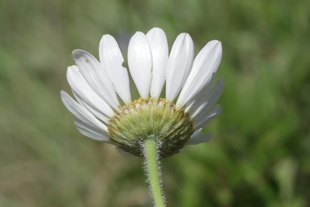 Marguerite pâle Leucanthemum pallens (J.Gay ex Perreym.) DC., 1838