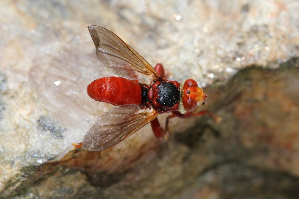 Myopa Fabricius, 1775
