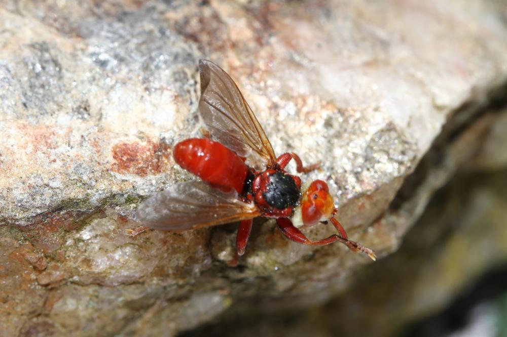 Myopa Fabricius, 1775