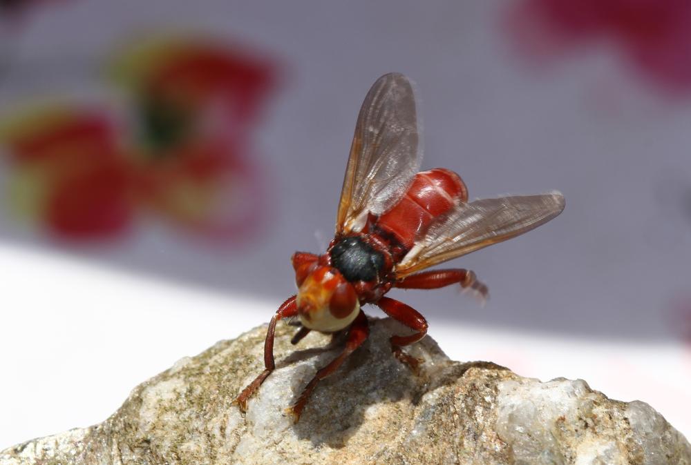 Myopa Fabricius, 1775