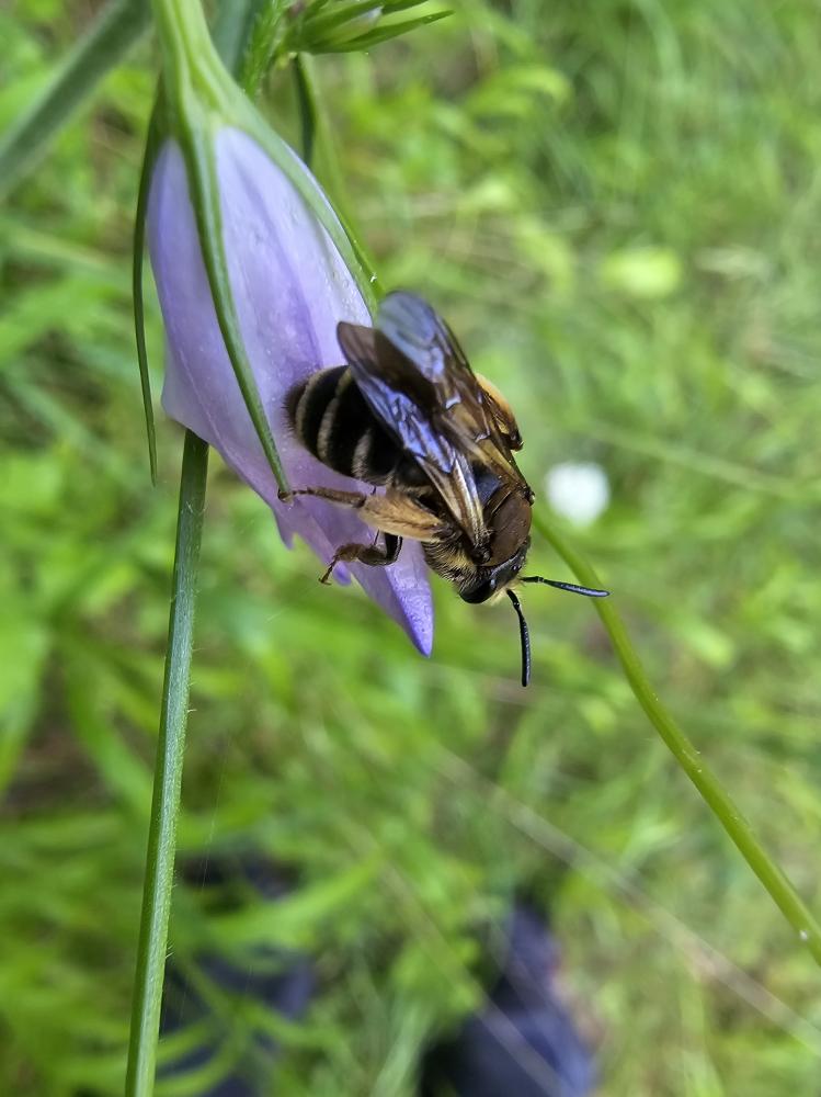 Andrena Fabricius, 1775