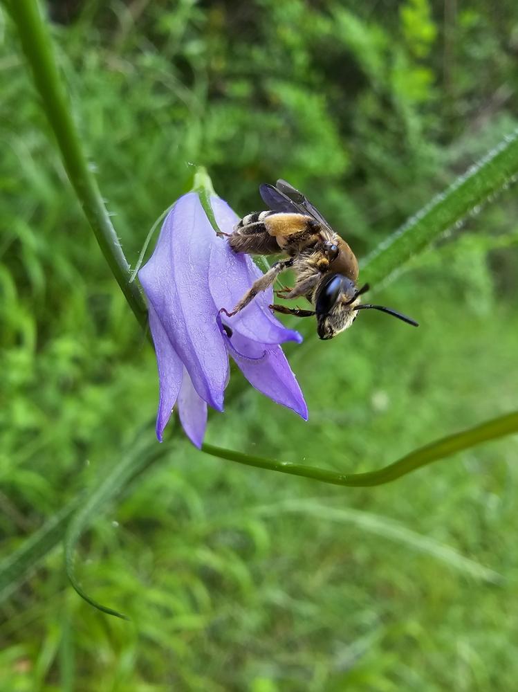 Andrena Fabricius, 1775