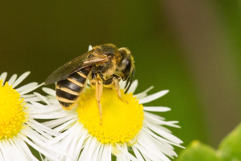 Halictus Latreille, 1804