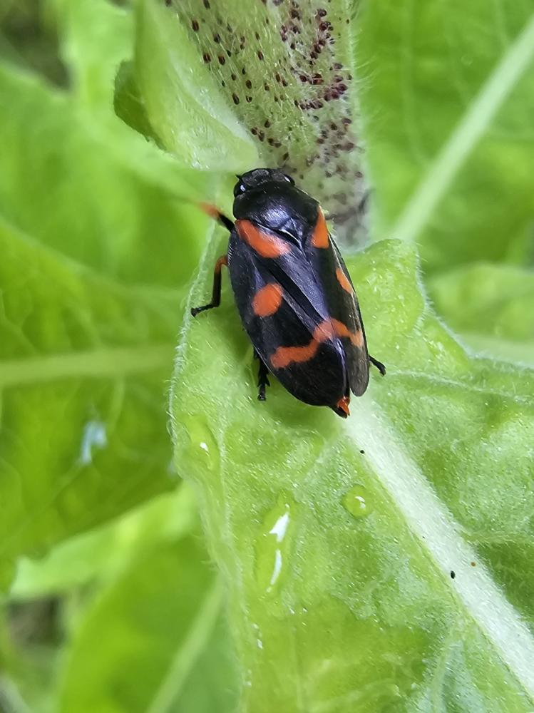 Cercopis intermedia Kirschbaum, 1868