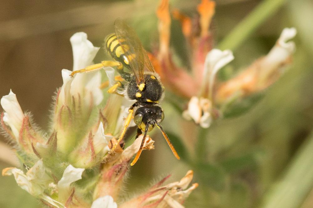 Nomada nobilis Herrich-Schäffer, 1839