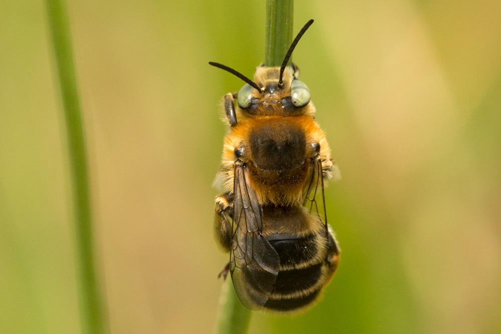 Anthophore cuissarde Anthophora femorata (Olivier, 1789)