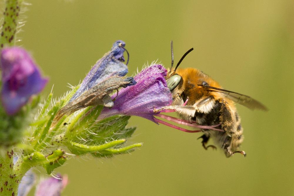 Anthophore cuissarde Anthophora femorata (Olivier, 1789)