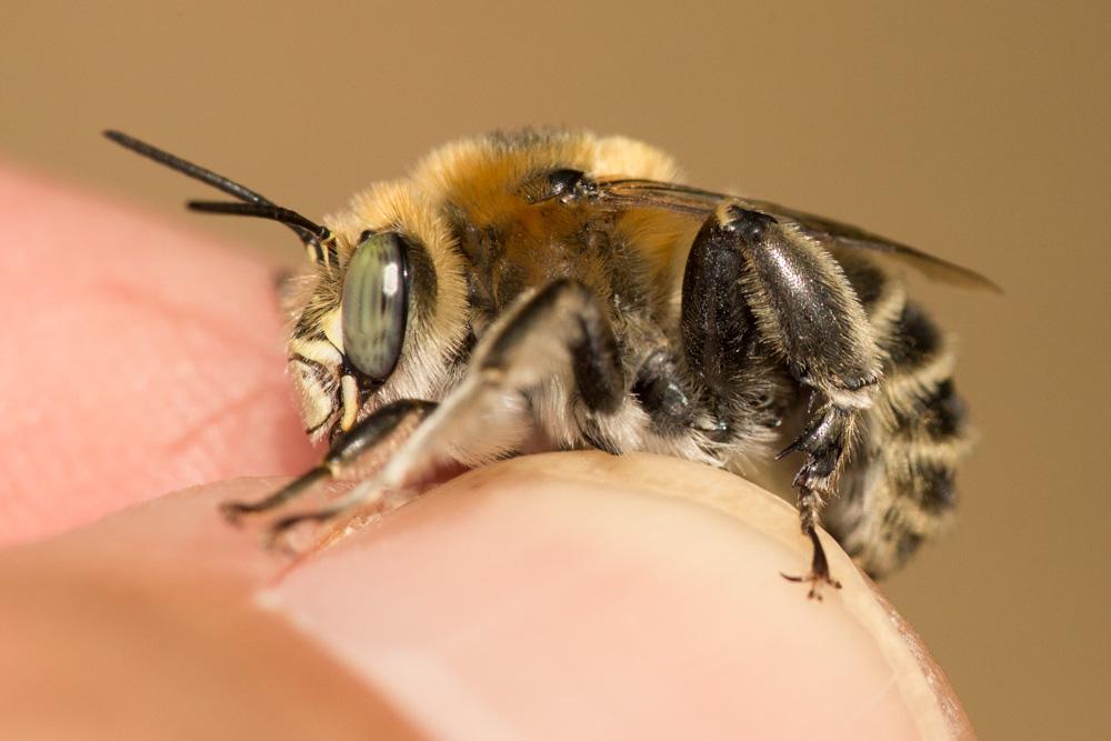Anthophore cuissarde Anthophora femorata (Olivier, 1789)