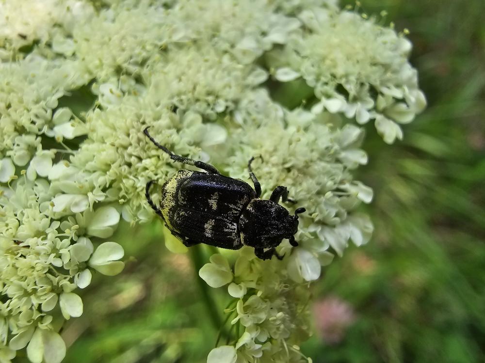 La Cétoine punaise Valgus hemipterus (Linnaeus, 1758)