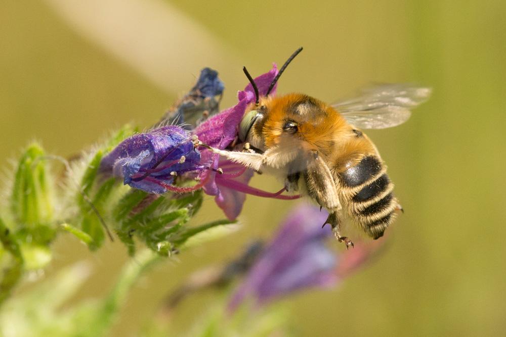 Anthophore cuissarde Anthophora femorata (Olivier, 1789)