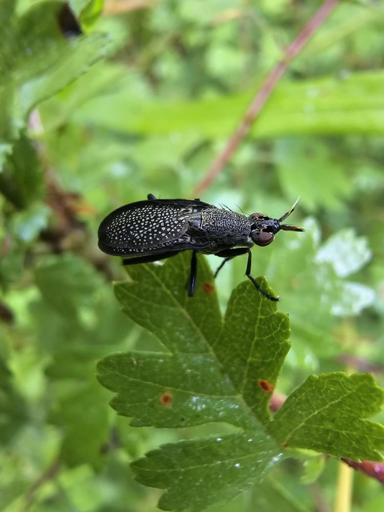 Coremacera marginata (Fabricius, 1775)