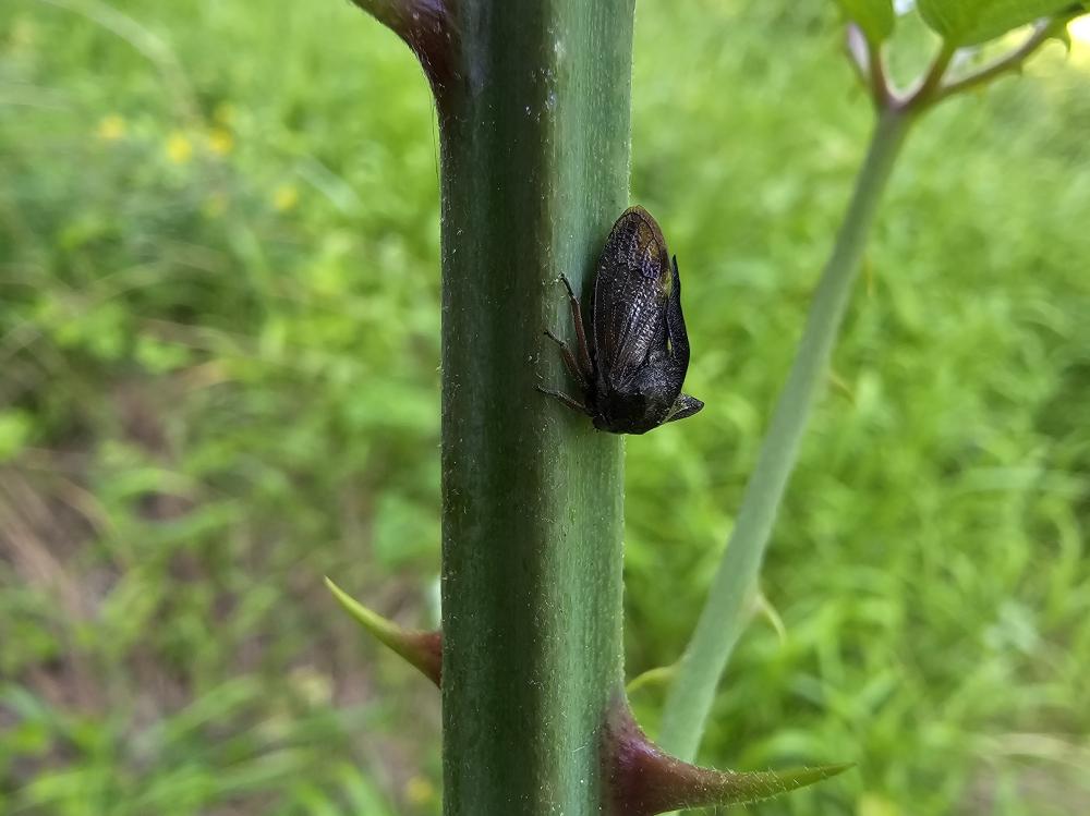 Demi-diable Centrotus cornutus (Linnaeus, 1758)