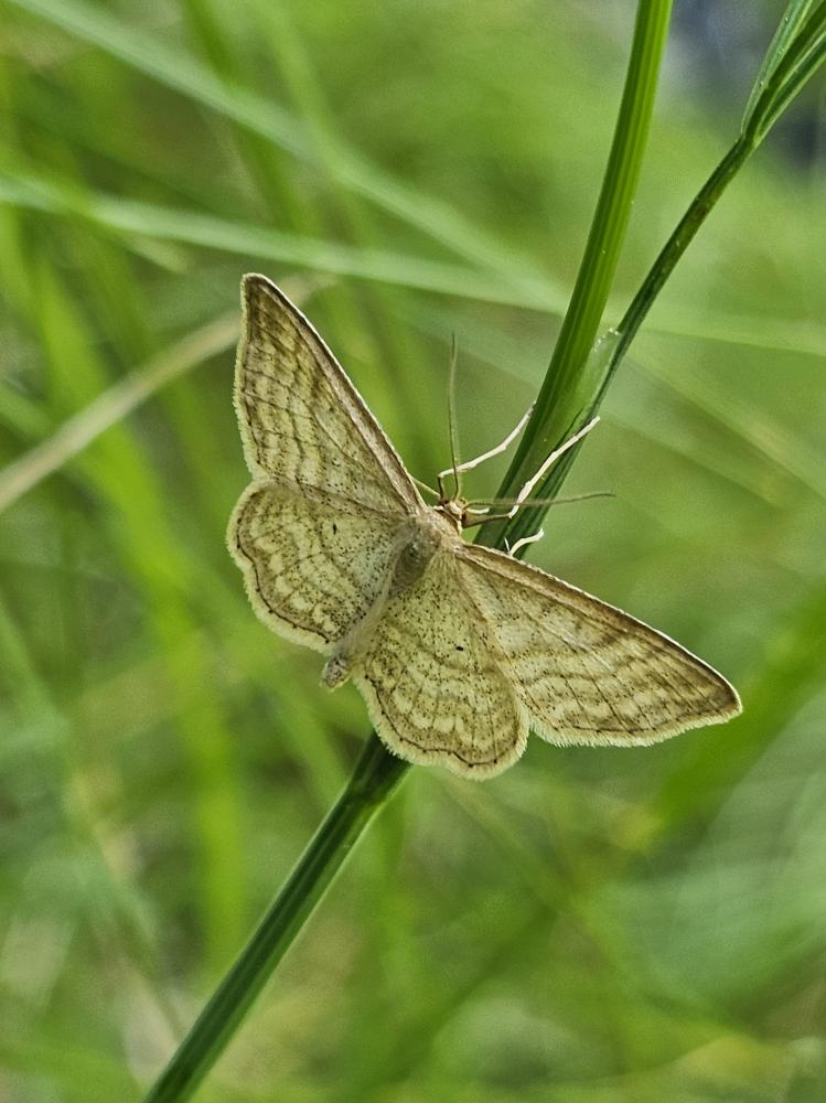 Idaea Treitschke, 1825
