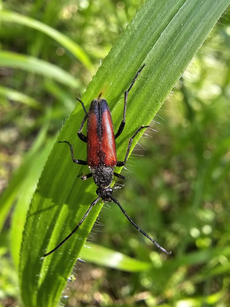 Stenurella bifasciata (Müller, 1776)