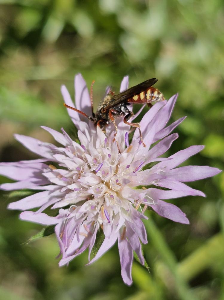  Nomada armata Herrich-Schäffer, 1839