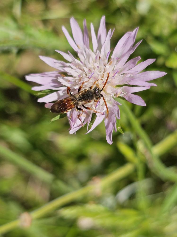 Nomada armata Herrich-Schäffer, 1839