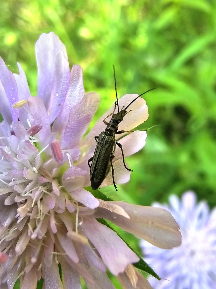  Oedemera flavipes (Fabricius, 1792)