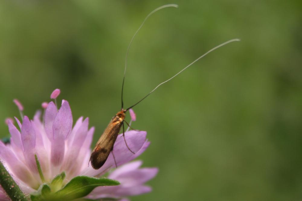 Nemophora metallica (Poda, 1761)
