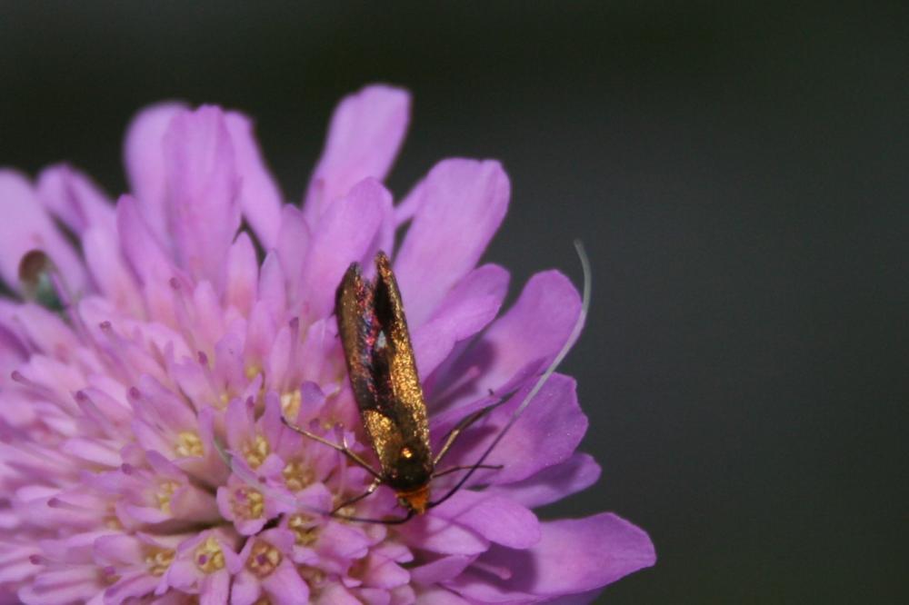 Nemophora metallica (Poda, 1761)