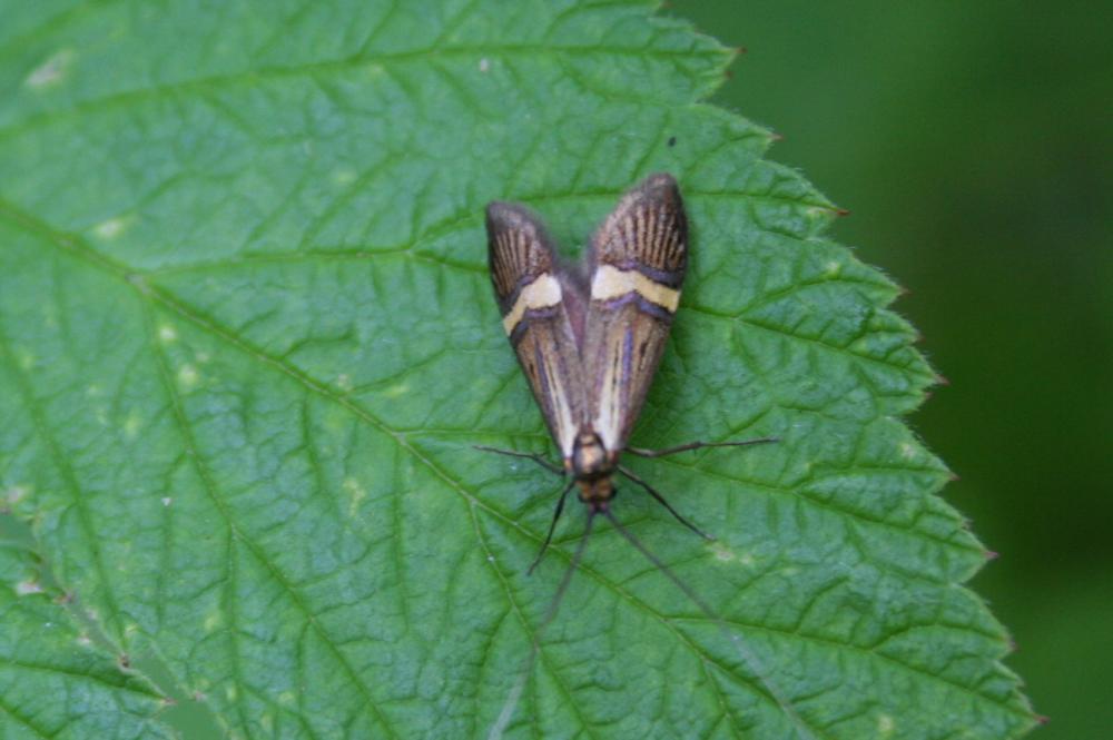 Nemophora degeerella (Linnaeus, 1758)