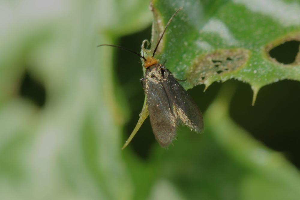 Cauchas rufifrontella (Treitschke, 1833)