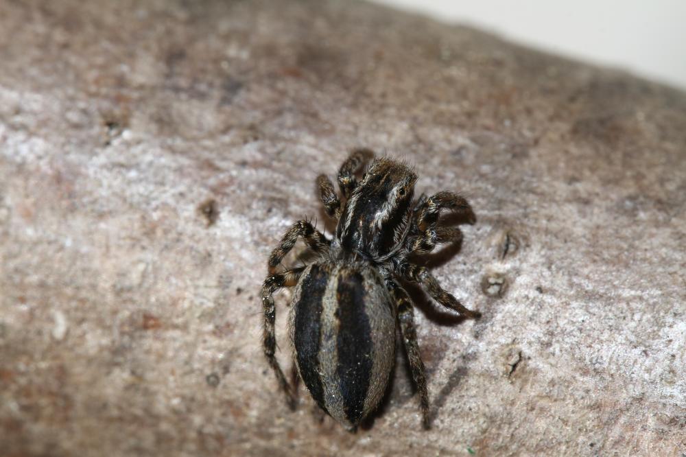 Phlegra fasciata (Hahn, 1826)