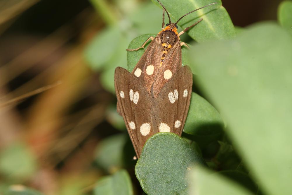 Ménagère (La) Dysauxes punctata (Fabricius, 1781)