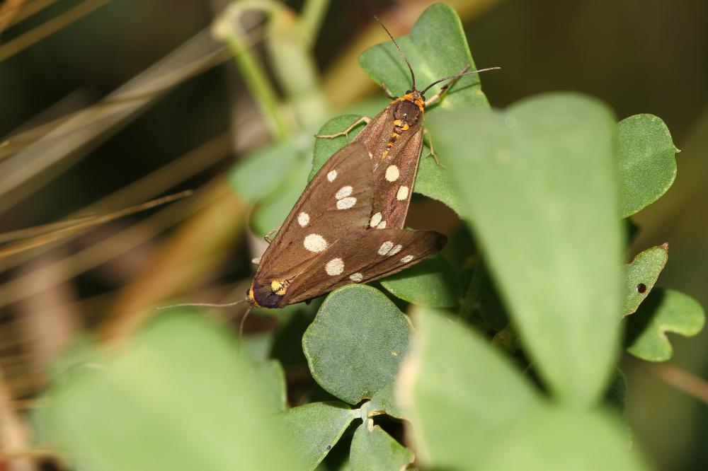 Ménagère (La) Dysauxes punctata (Fabricius, 1781)