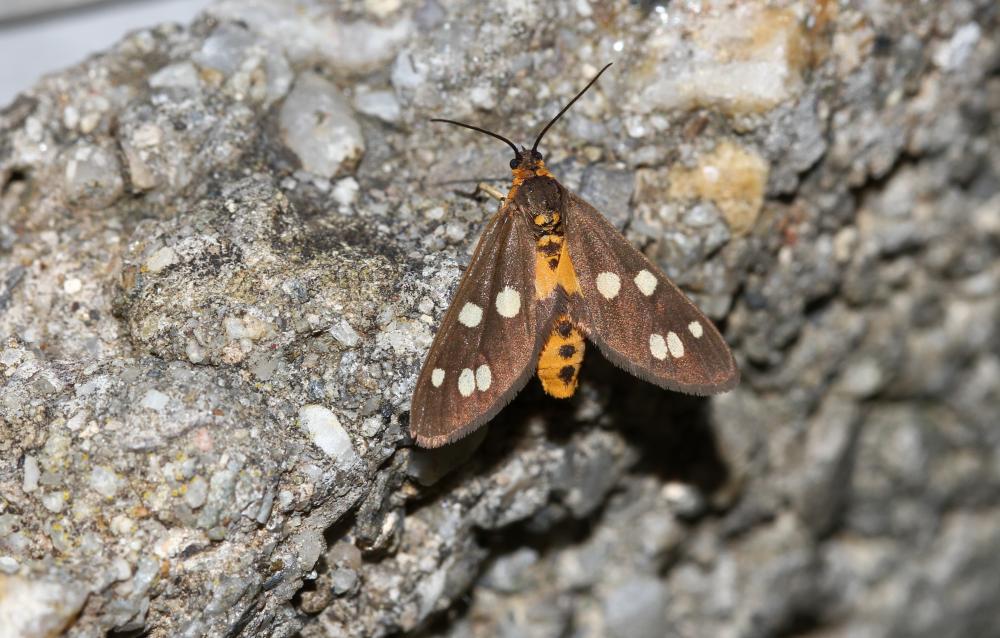 Ménagère (La) Dysauxes punctata (Fabricius, 1781)