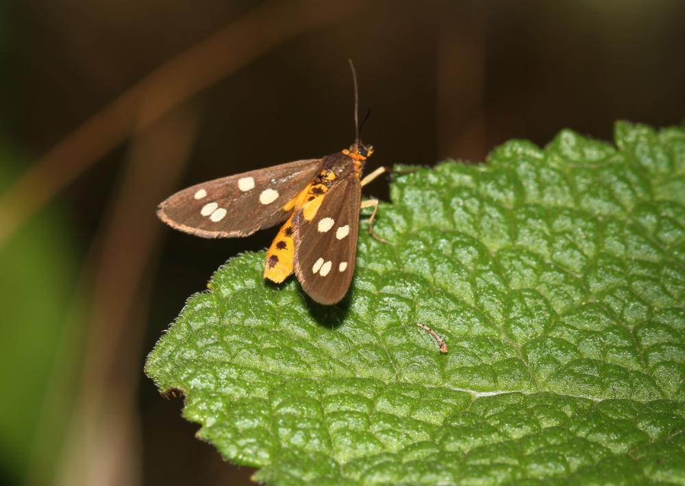 Ménagère (La) Dysauxes punctata (Fabricius, 1781)