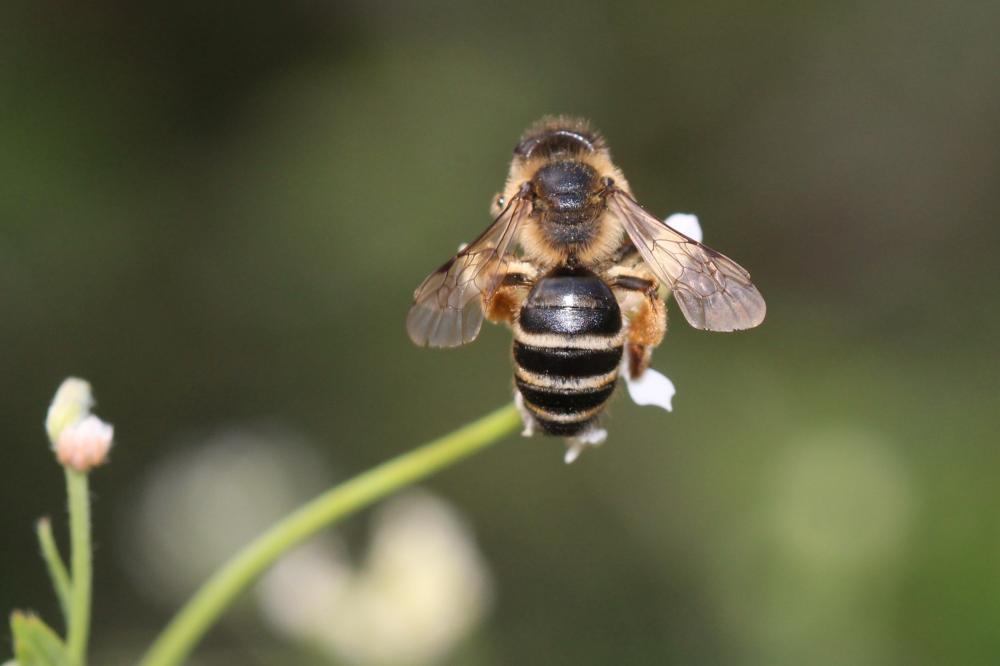 Andrena flavipes Panzer, 1799