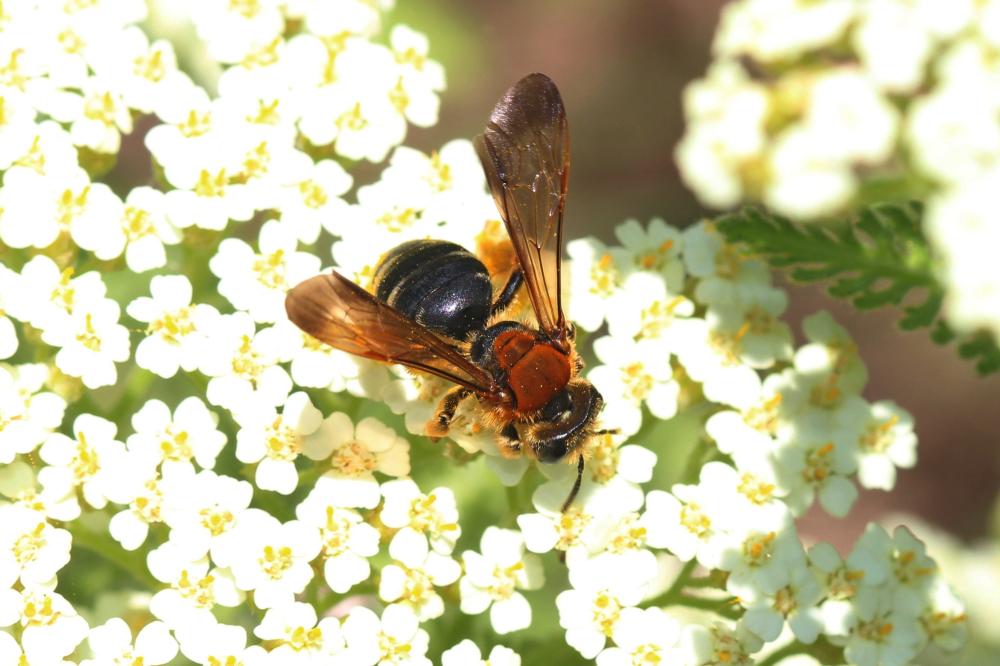 Andrena limbata Eversmann, 1852