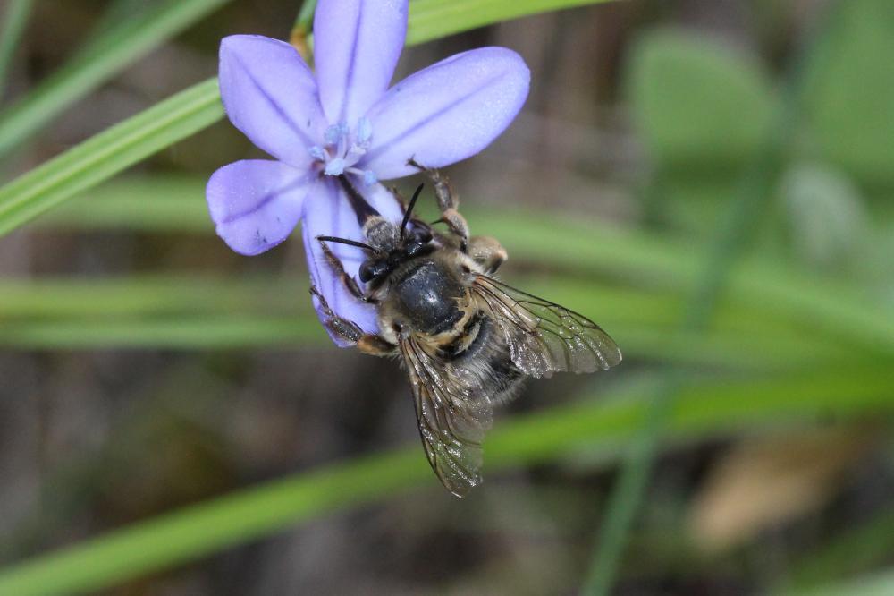 Anthophore commune, Anthophore plumeuse, Anthophor Anthophora plumipes (Pallas, 1772)