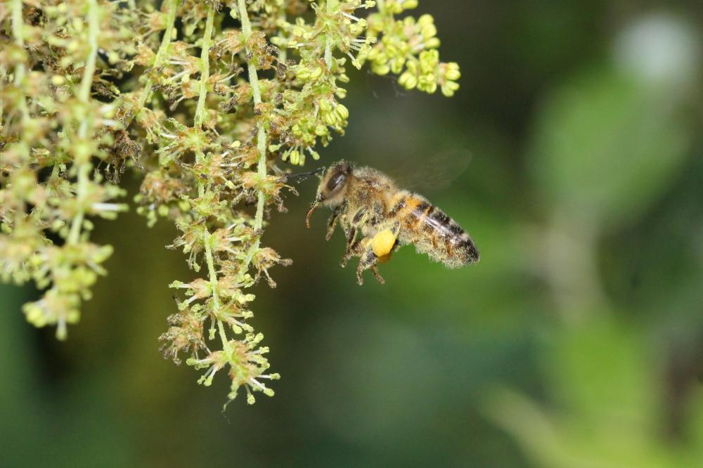 Abeille domestique, Abeille européenne, Abeille me Apis mellifera Linnaeus, 1758