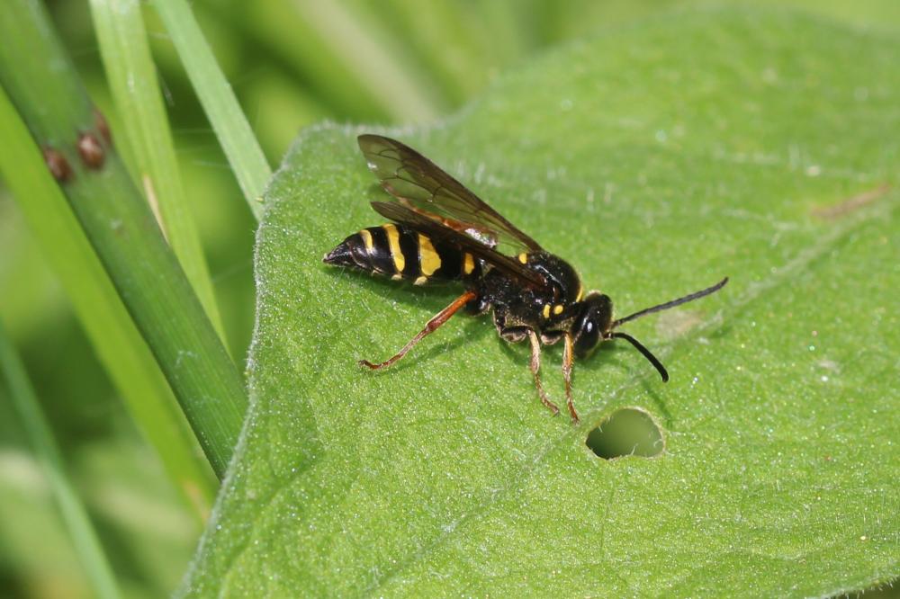 Argogorytes mystaceus (Linnaeus, 1760)