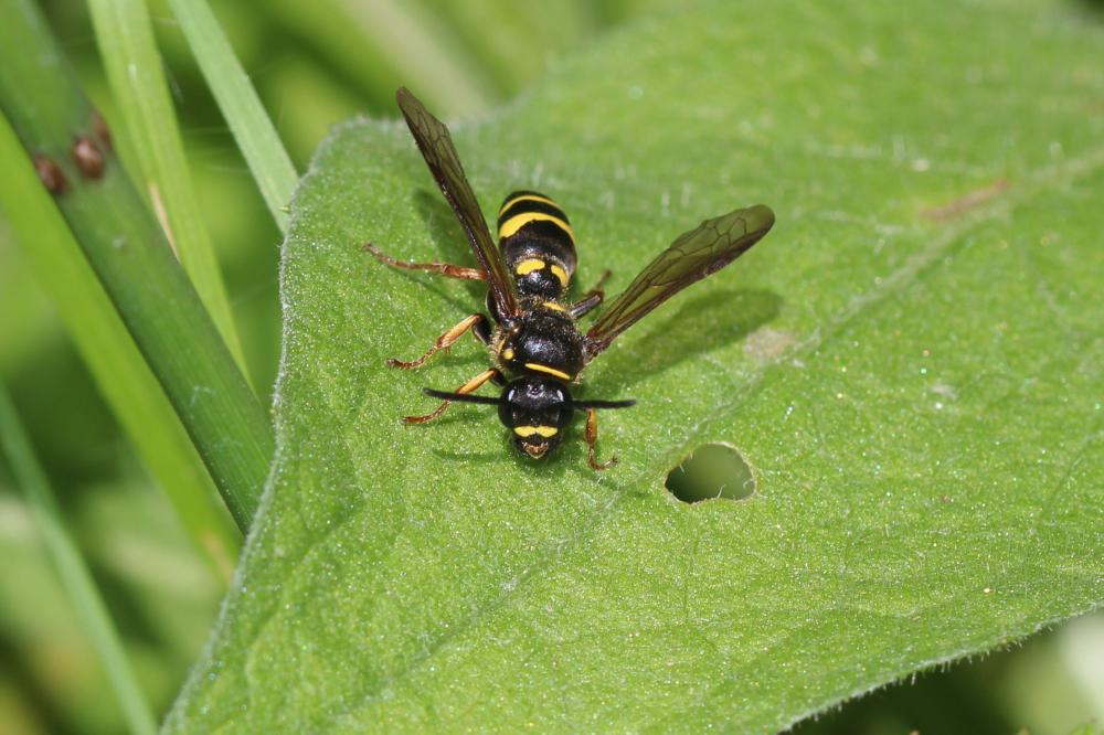 Argogorytes mystaceus (Linnaeus, 1760)