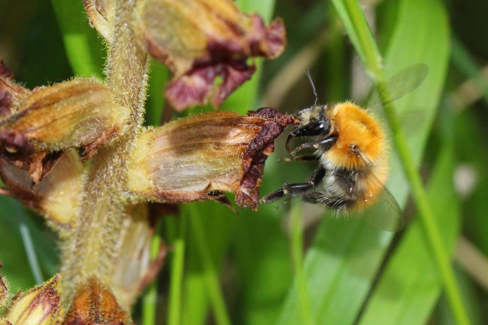 Bourdon des champs Bombus pascuorum (Scopoli, 1763)