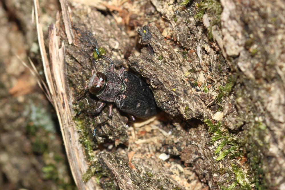 Chrysobothre ressemblant Chrysobothris affinis (Fabricius, 1794)