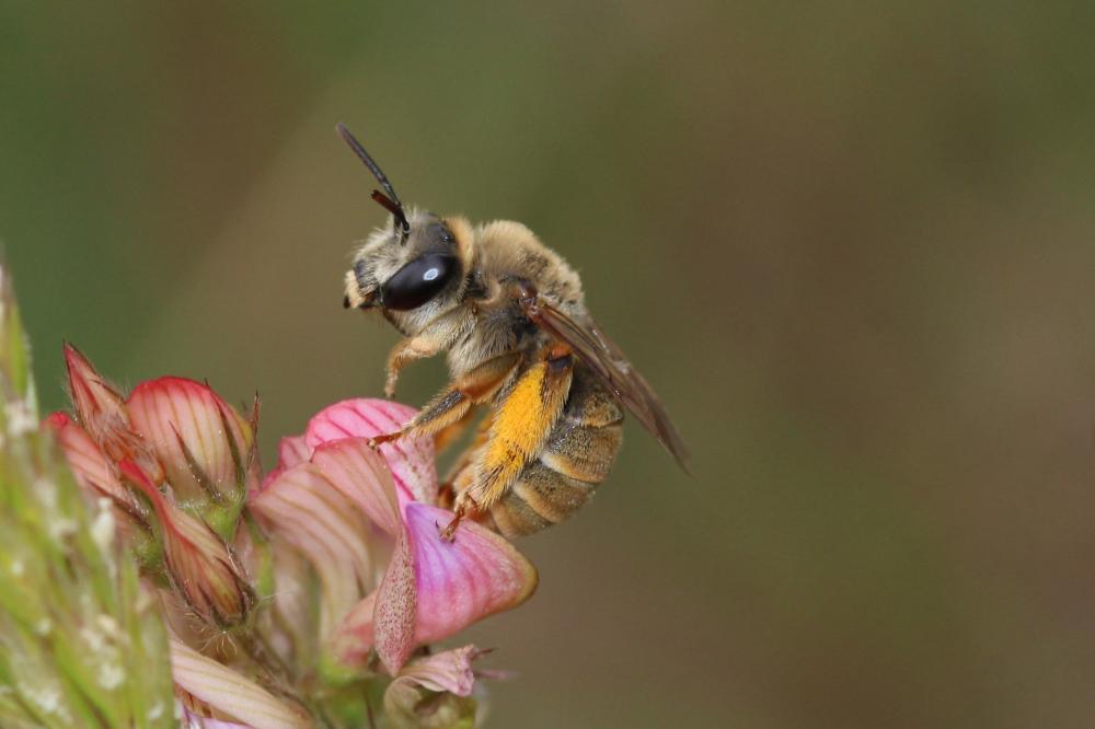 Eucère grise Eucera cineraria Eversmann, 1852
