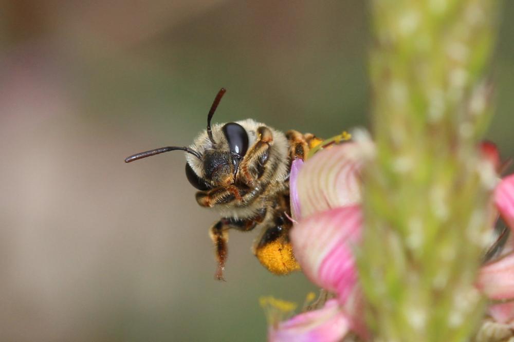 Eucère grise Eucera cineraria Eversmann, 1852