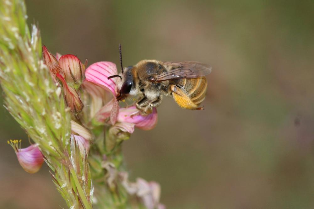 Eucère grise Eucera cineraria Eversmann, 1852