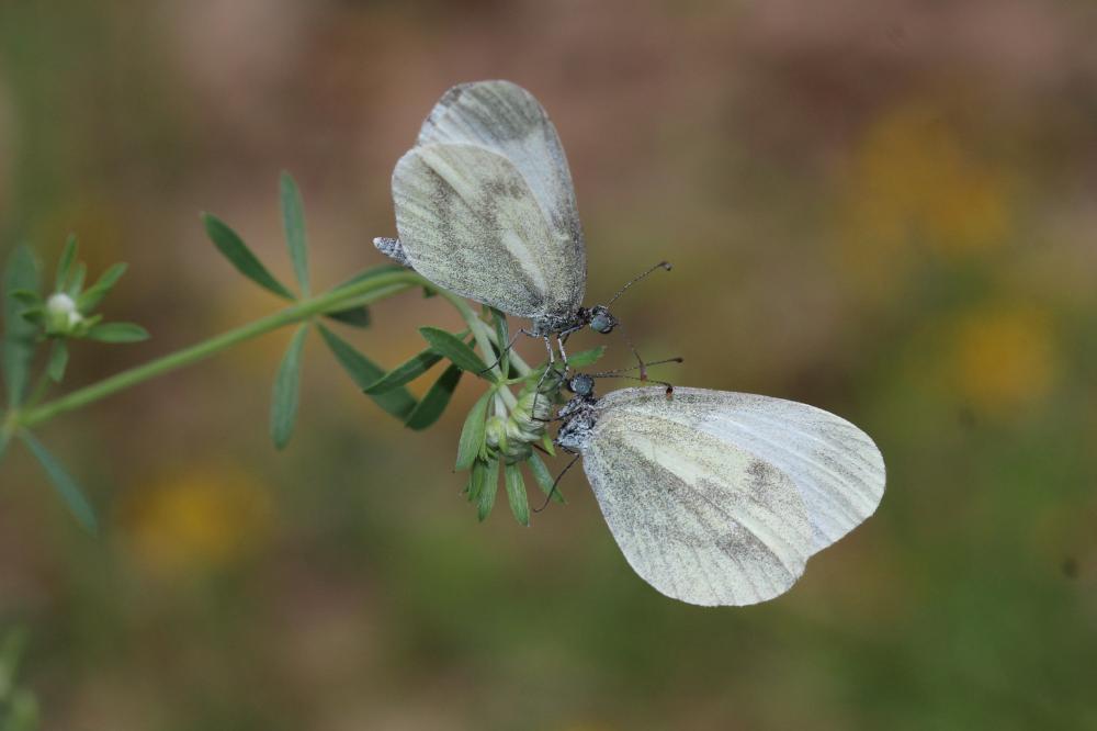 Piéride du Lotier (La), Piéride de la Moutarde (La Leptidea sinapis (Linnaeus, 1758)