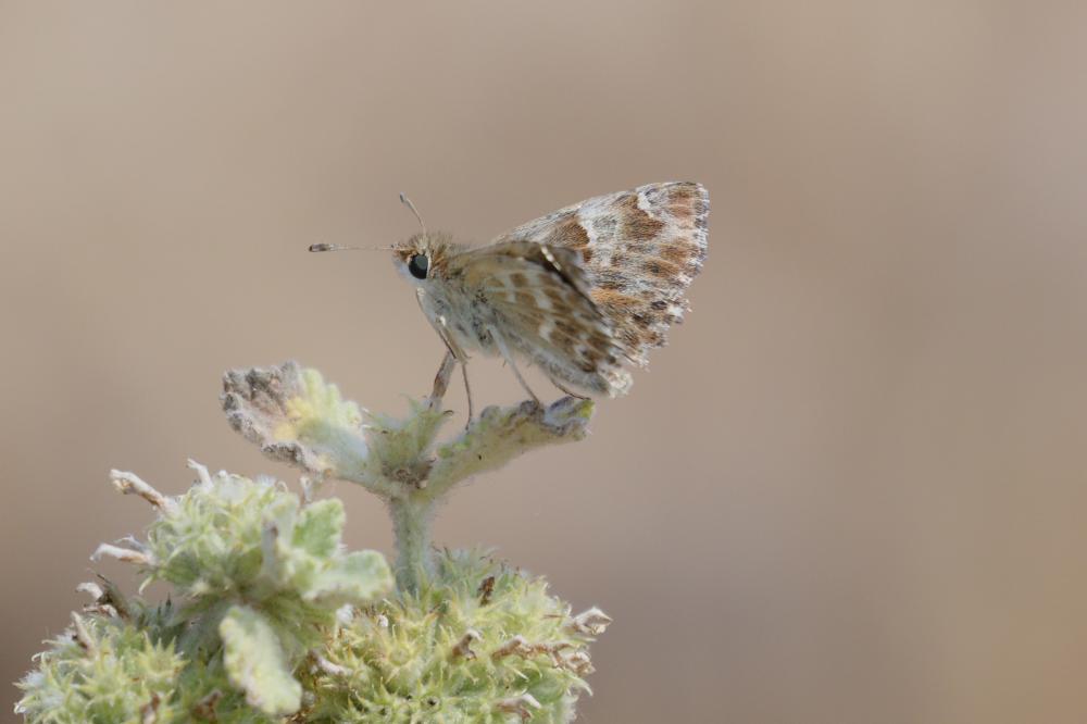Hespérie de la Ballote (L') Carcharodus baeticus (Rambur, 1839)